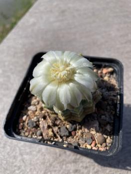 Gymnocalycium uebelmannianus